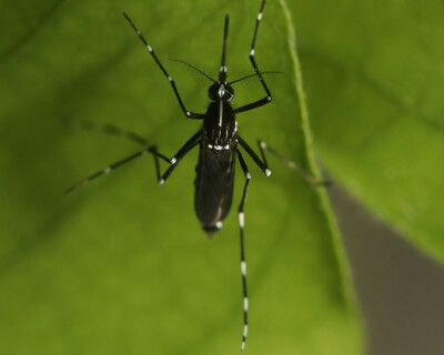 aedes-albopictus