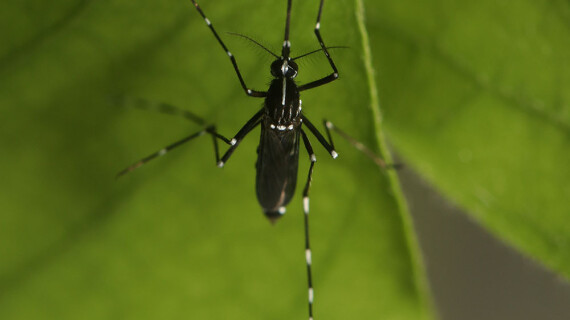 aedes-albopictus