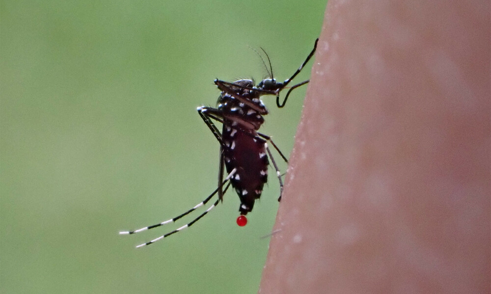 Disease-elimination-emission