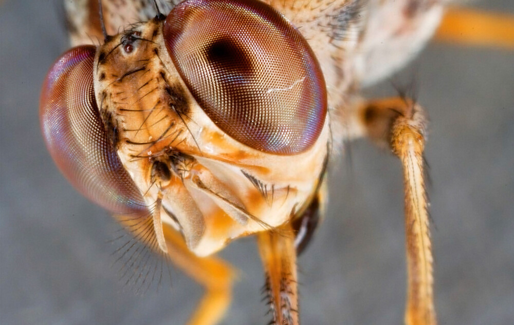 Tsetsefly