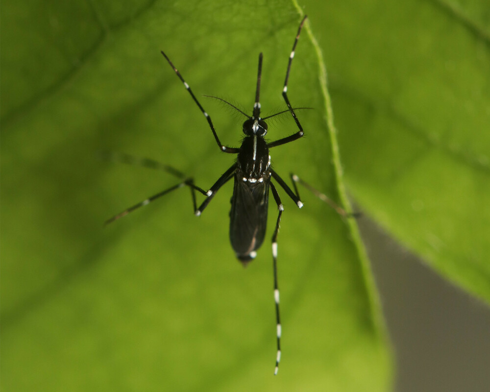 Tiger-mosquito-1-resized