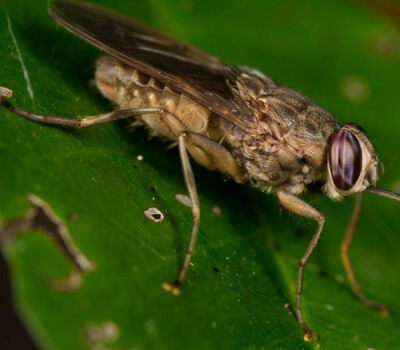 tsetse-fly