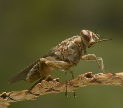 800px-Tsetse-BKF-2