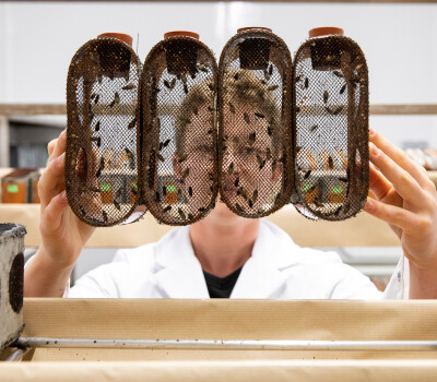 TseTseFliesLukaWouters_header