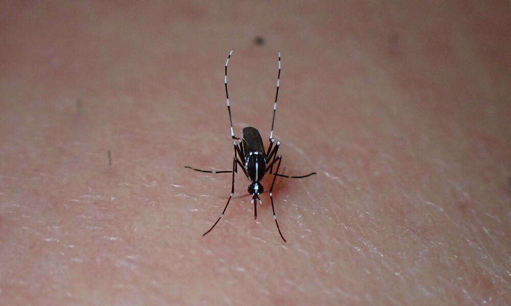 tiger-mosquito-1-resized-1