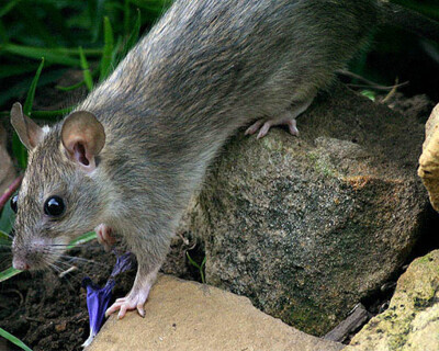 BlackRat_header_2000x1200