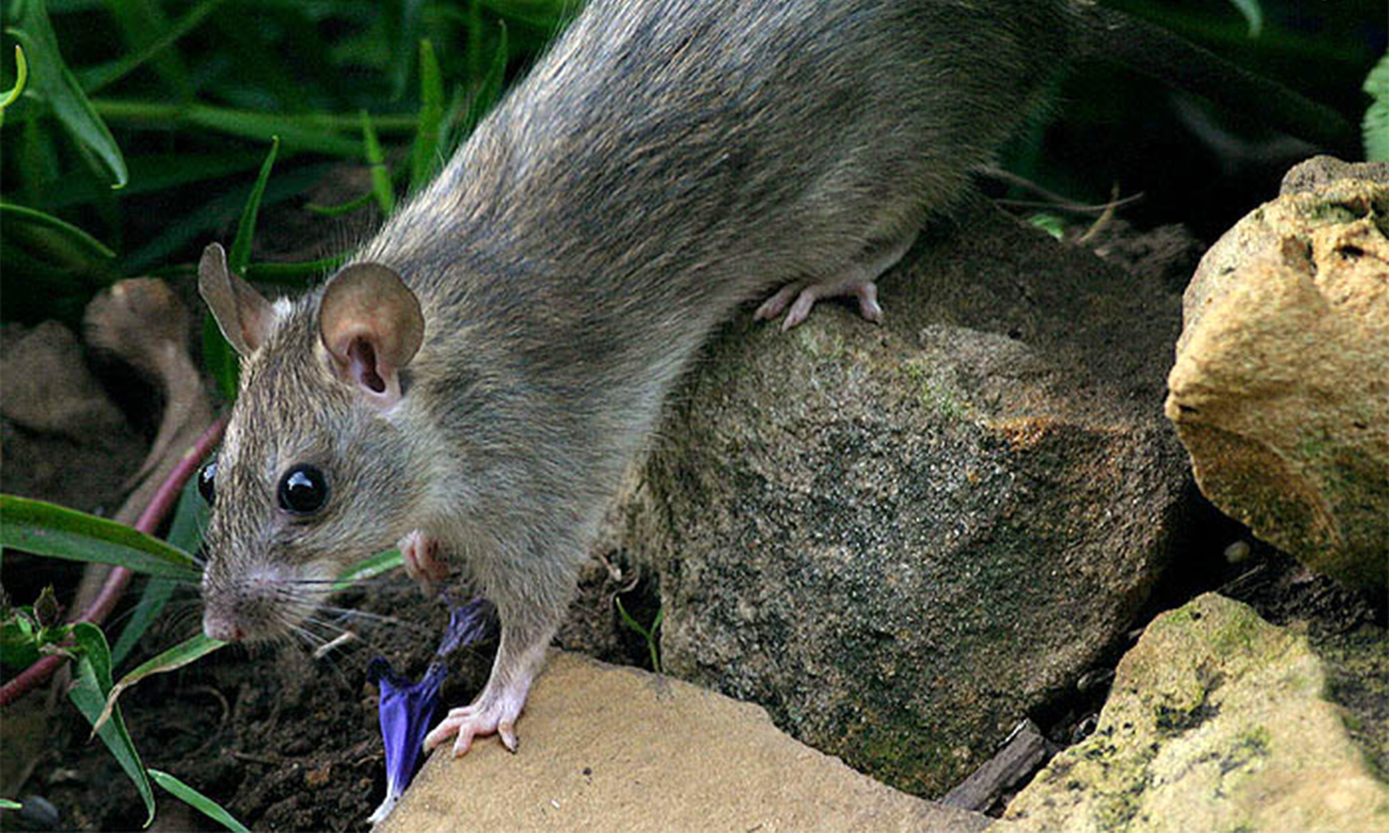 BlackRat_header_2000x1200