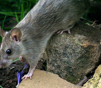 BlackRat_header_2000x1200