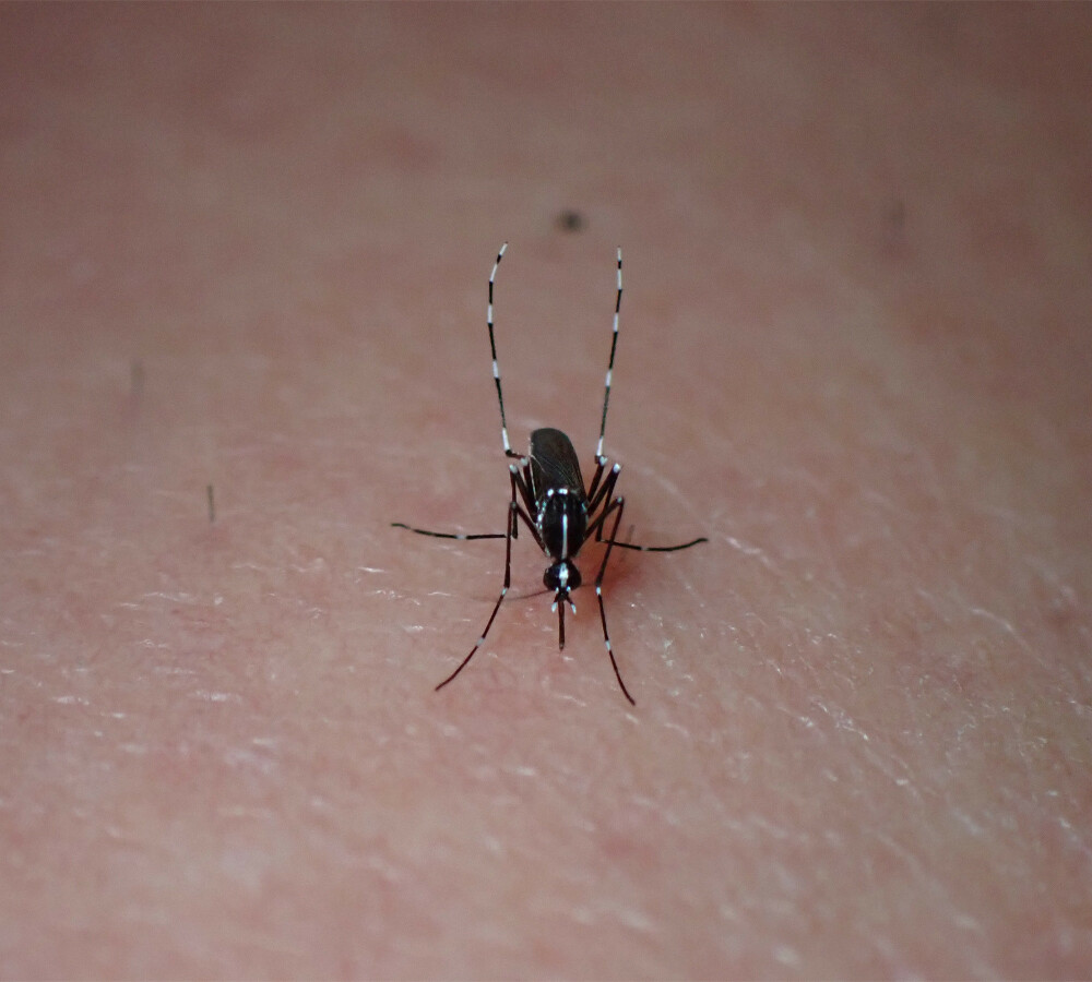 World-mosquito-day-2024-tiger-mosquito-2