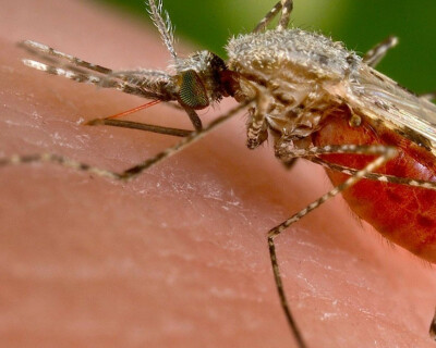 malaria_anophelesstephensi