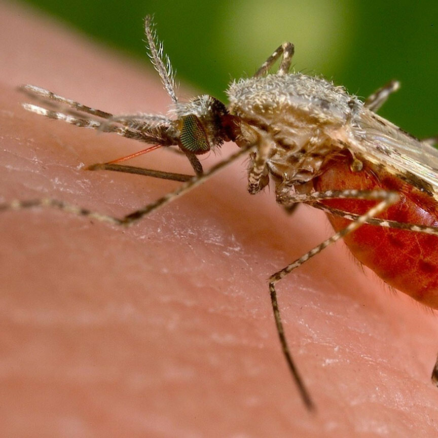 malaria_anophelesstephensi