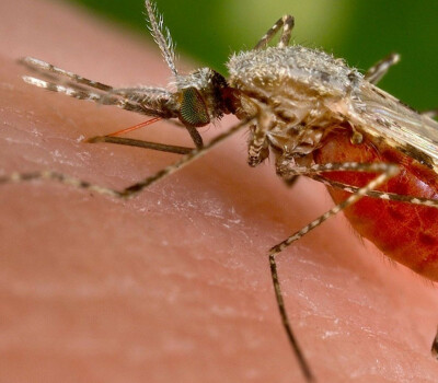 malaria_anophelesstephensi