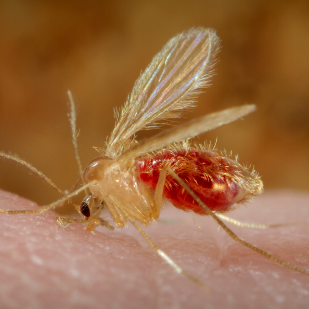 PhlebotomusPapatasi_SandFly_1x1