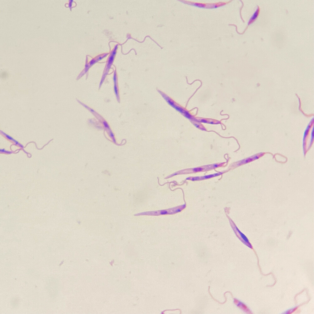 Promastigotes_Ldo_GiemsaStain-2