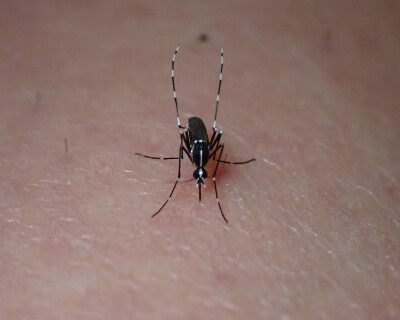Tiger-mosquito-in-belgium-header