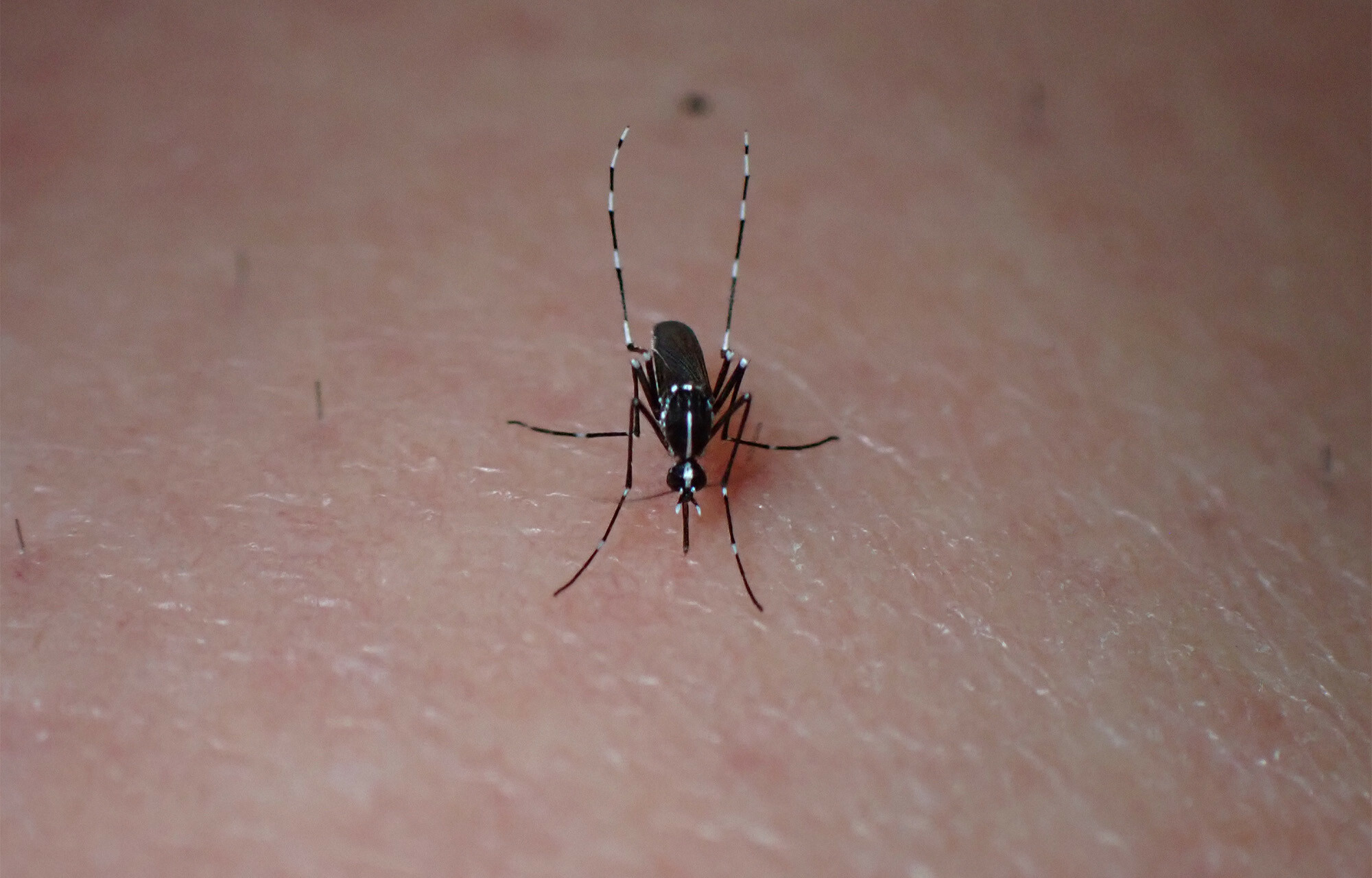 Tiger-mosquito-in-belgium-header