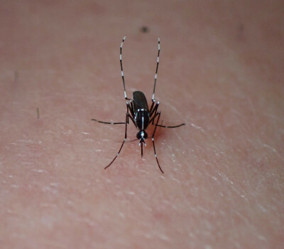 Tiger-mosquito-in-belgium-header