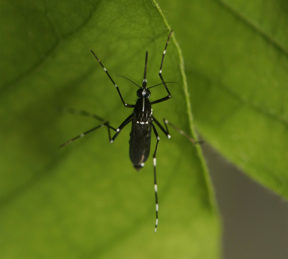 World-mosquito-day-2024-tiger-mosquito-1