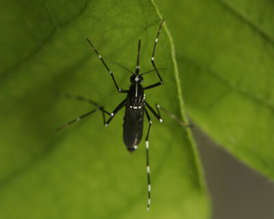 World-mosquito-day-2024-tiger-mosquito-1