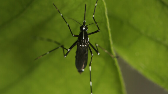 World-mosquito-day-2024-tiger-mosquito-1