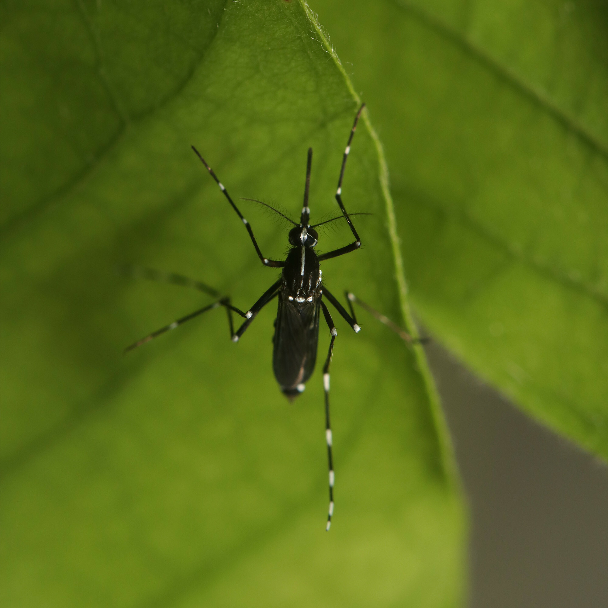 World-mosquito-day-2024-tiger-mosquito-1