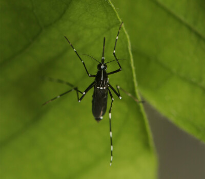World-mosquito-day-2024-tiger-mosquito-1