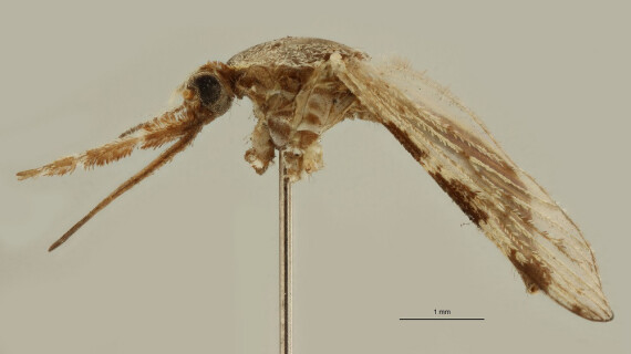 Anopheles-pharoensis-L-M17L0017b