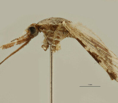 Anopheles-pharoensis-L-M17L0017b